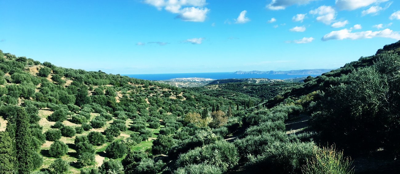 Terra di Sitia olivove haje